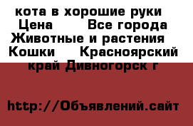 кота в хорошие руки › Цена ­ 0 - Все города Животные и растения » Кошки   . Красноярский край,Дивногорск г.